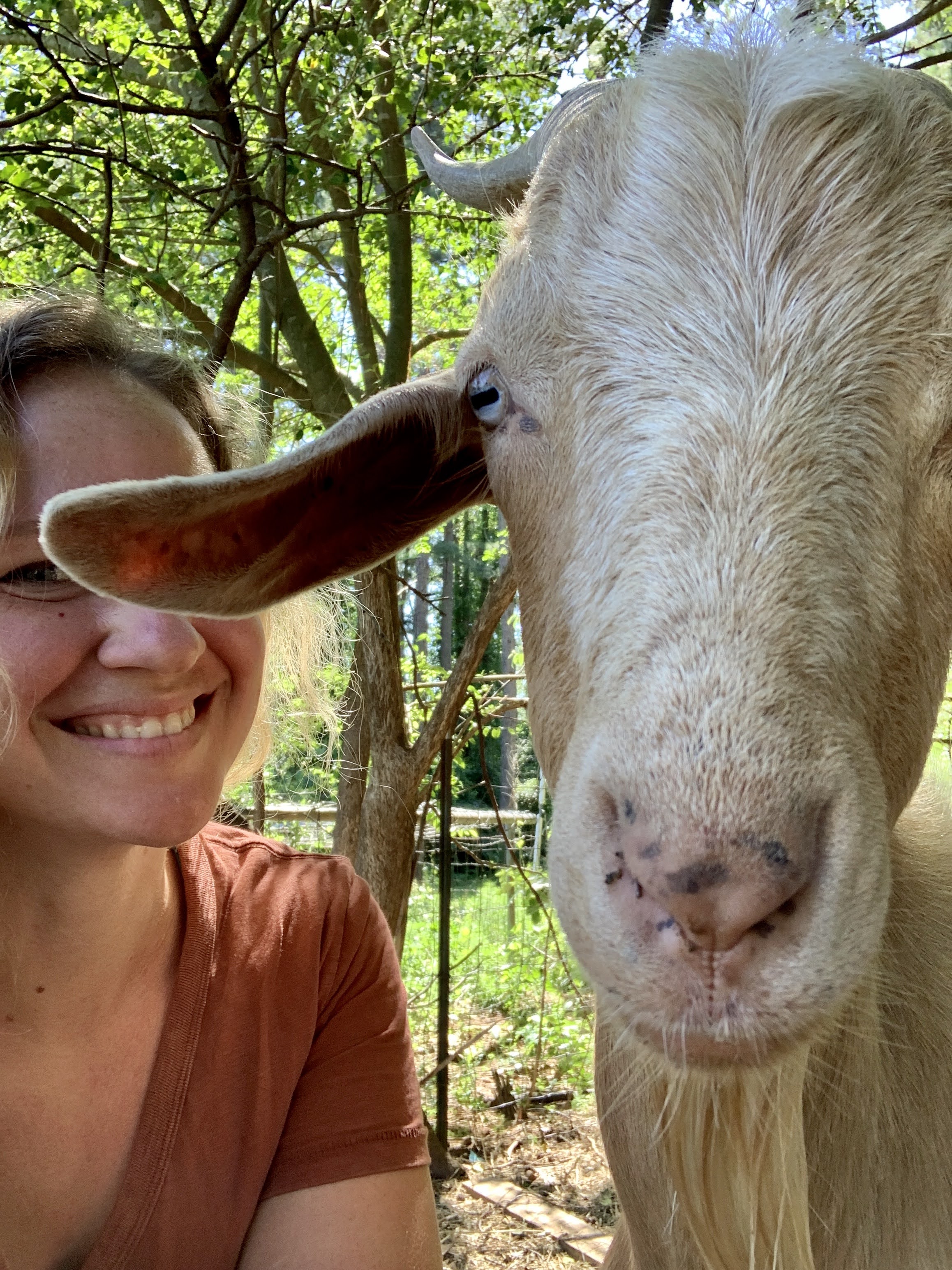 goats